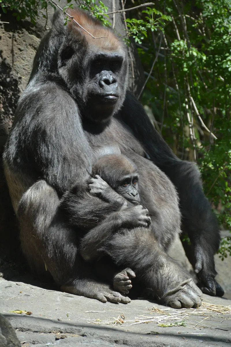 Bronx Zoo