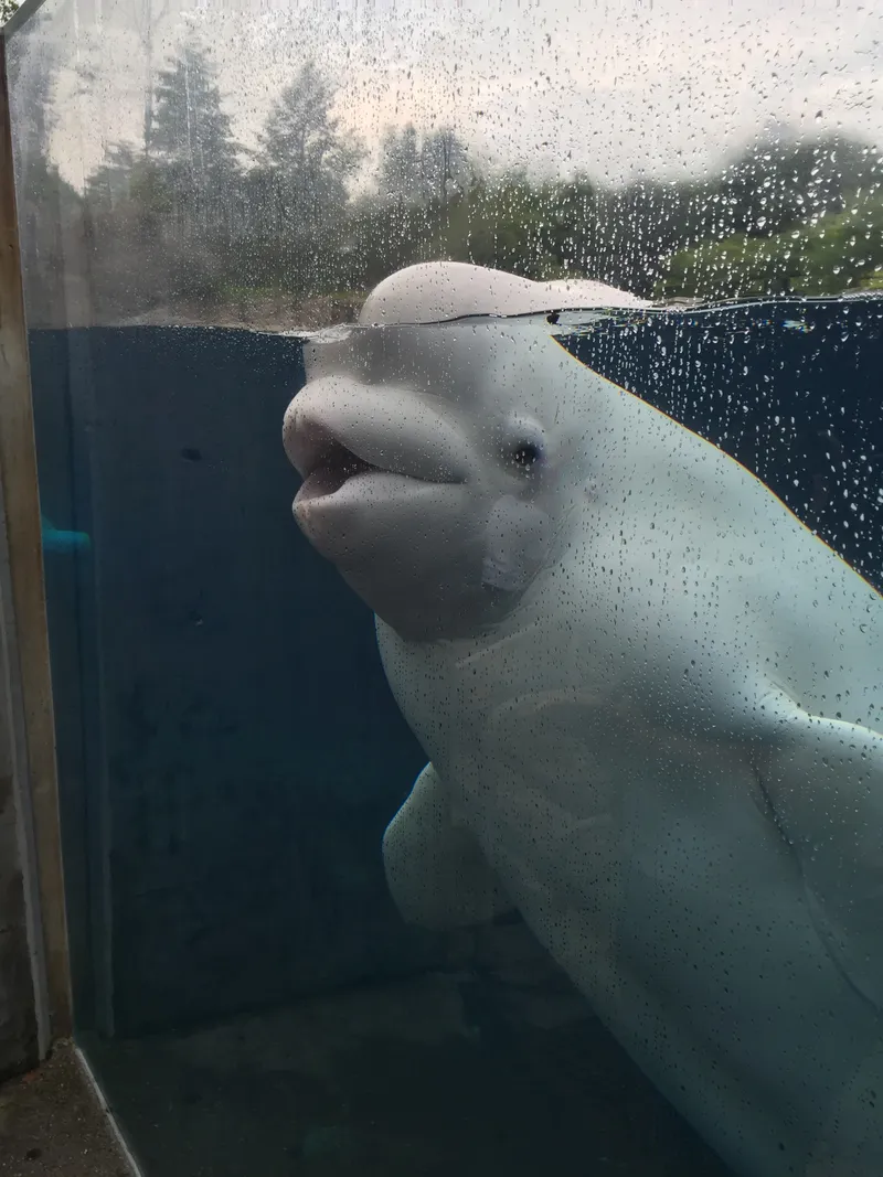 He Smiles, Mystic Acquarium
