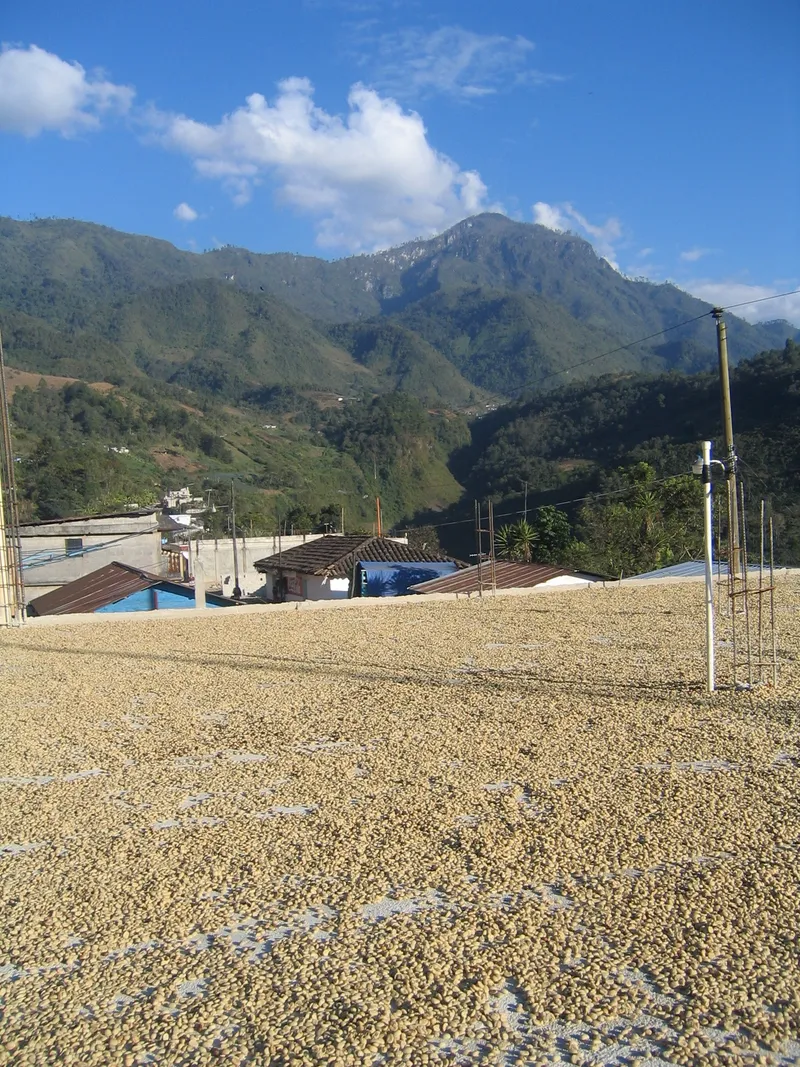 Coffee Drying During Harvest Time